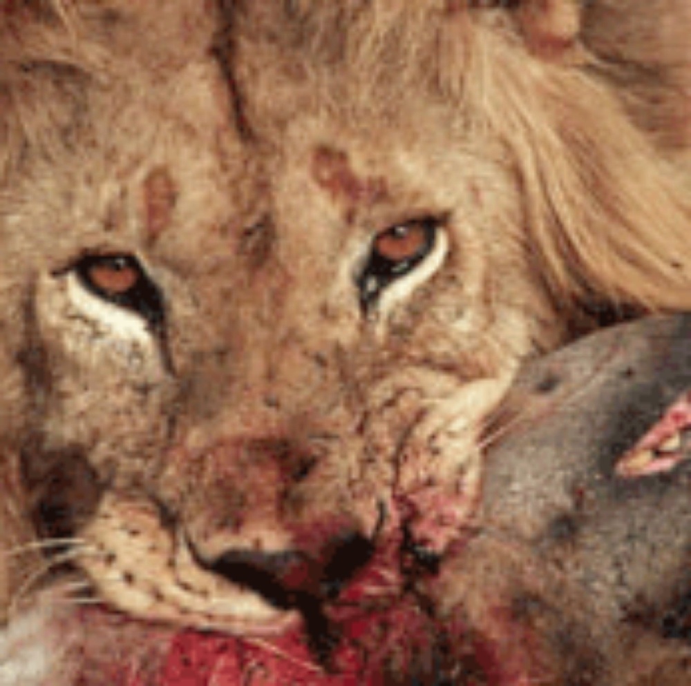 Meet your Posher, Deroyce